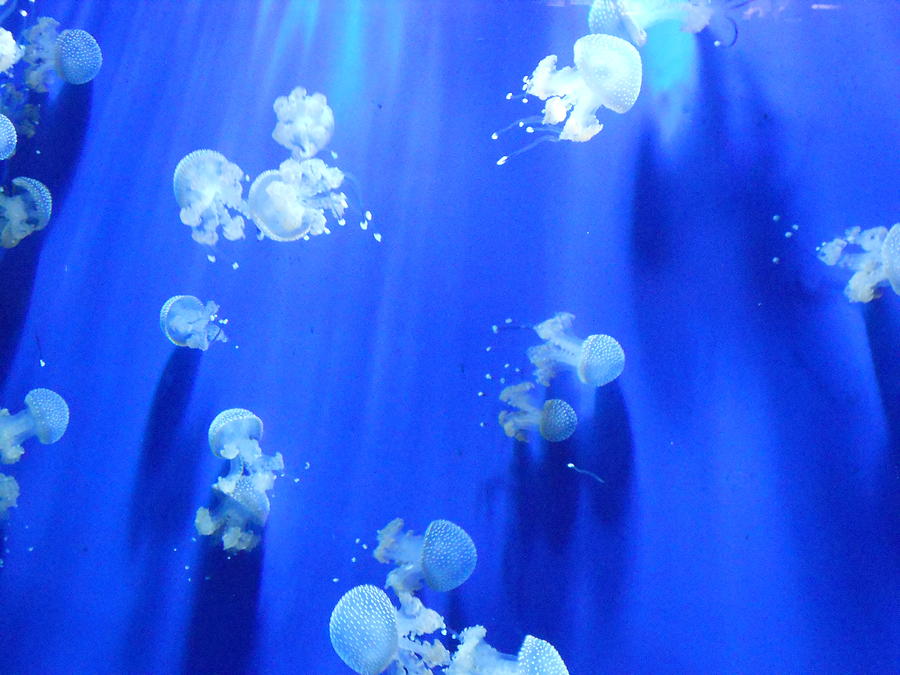 Jellyfish Photograph - Jellyfish by Lara Spinazzola