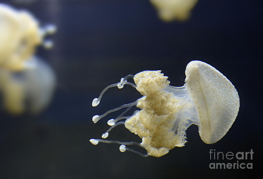 Jellyfish Digital Art by Leo Symon