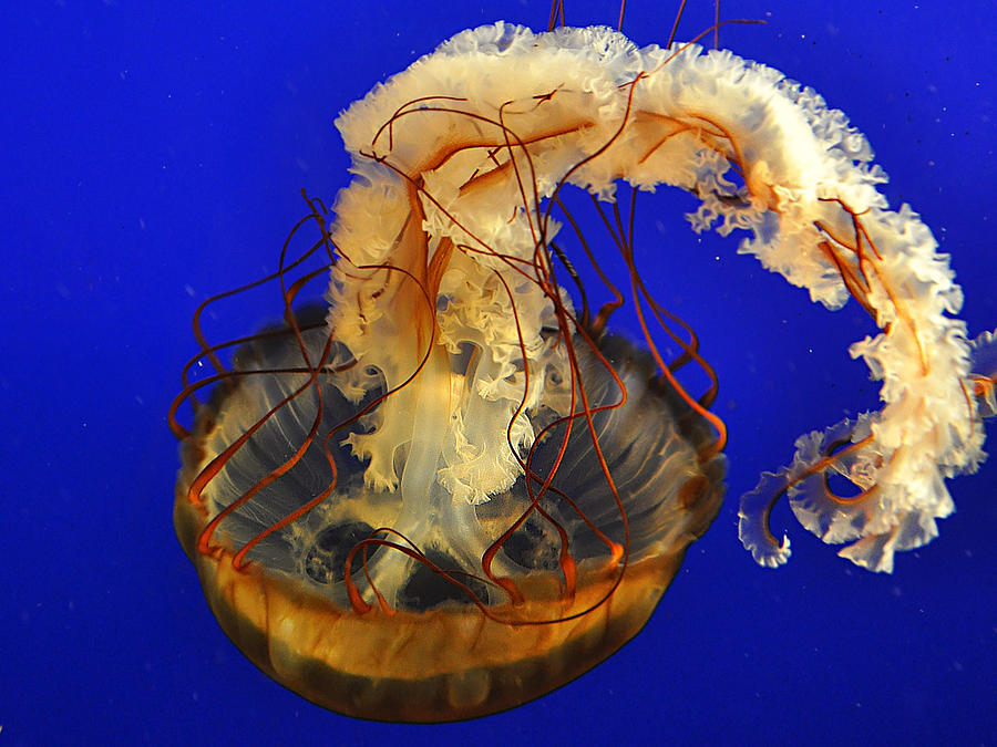 Jellyfish Photograph by Marion McCristall