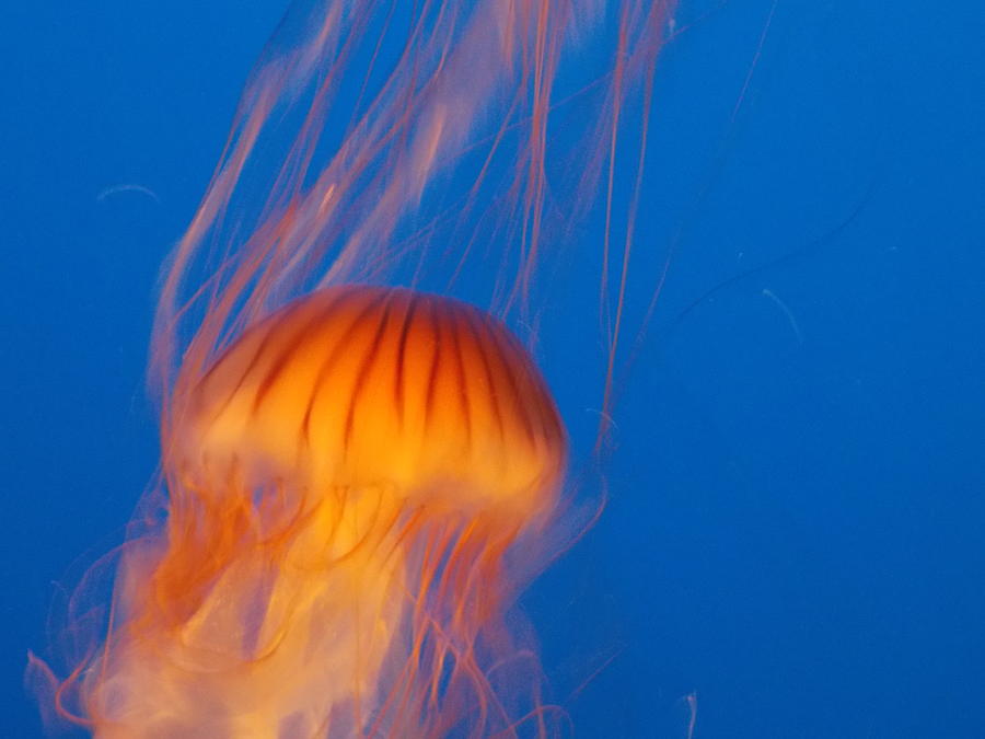 Jellyfish Photograph by Marta Pawlowski