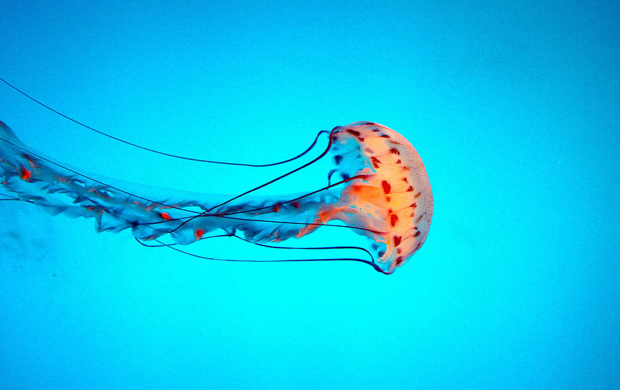 Animal Digital Art - Jellyfish by Maye Loeser