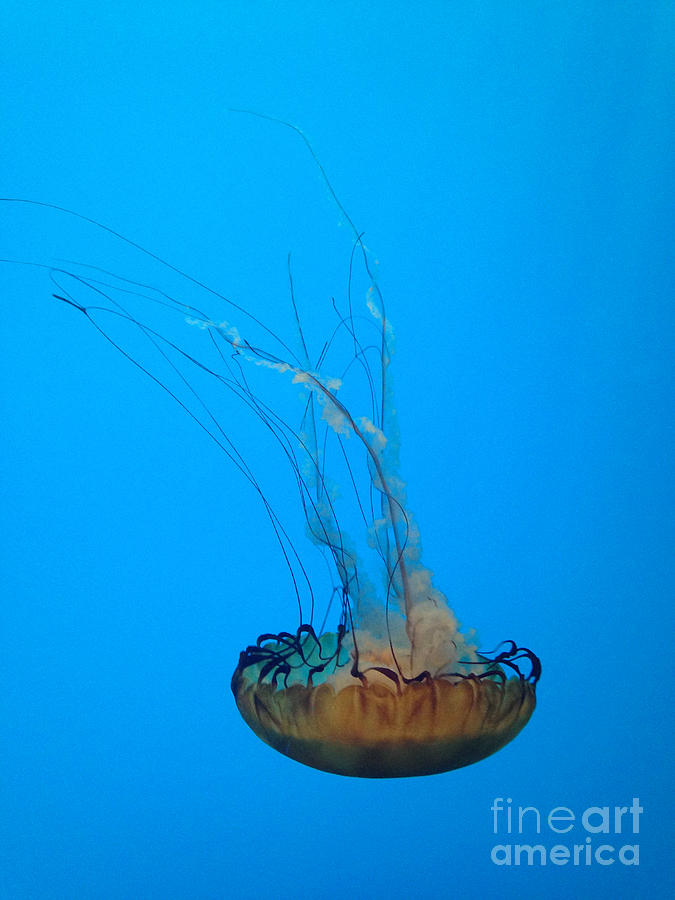 Jellyfish Art by Mike Mooney Jellyfish Art by Mike Mooney