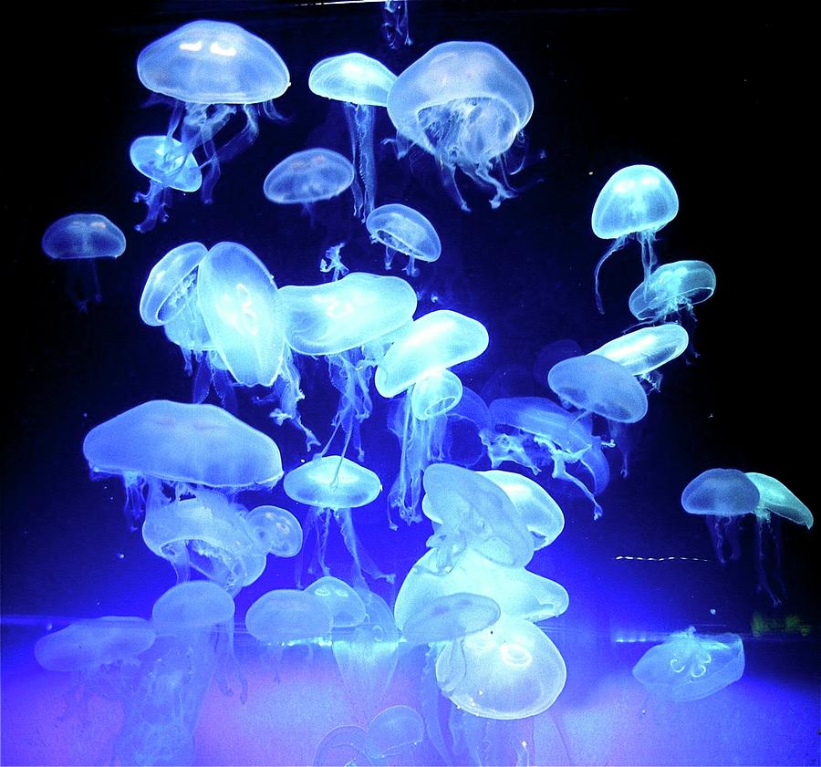 Jellyfish Photograph by Natalia Radziejewska
