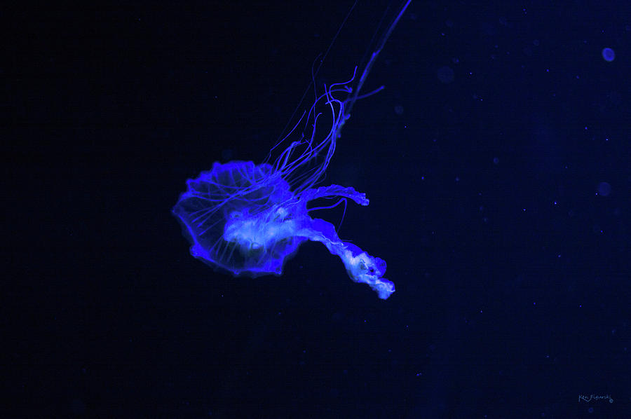 Jellyfish Neon Blue Photograph by Ken Figurski