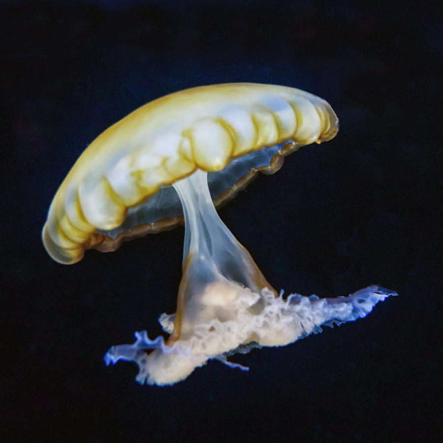 Jellyfish No. 1 Photograph by Alan Toepfer