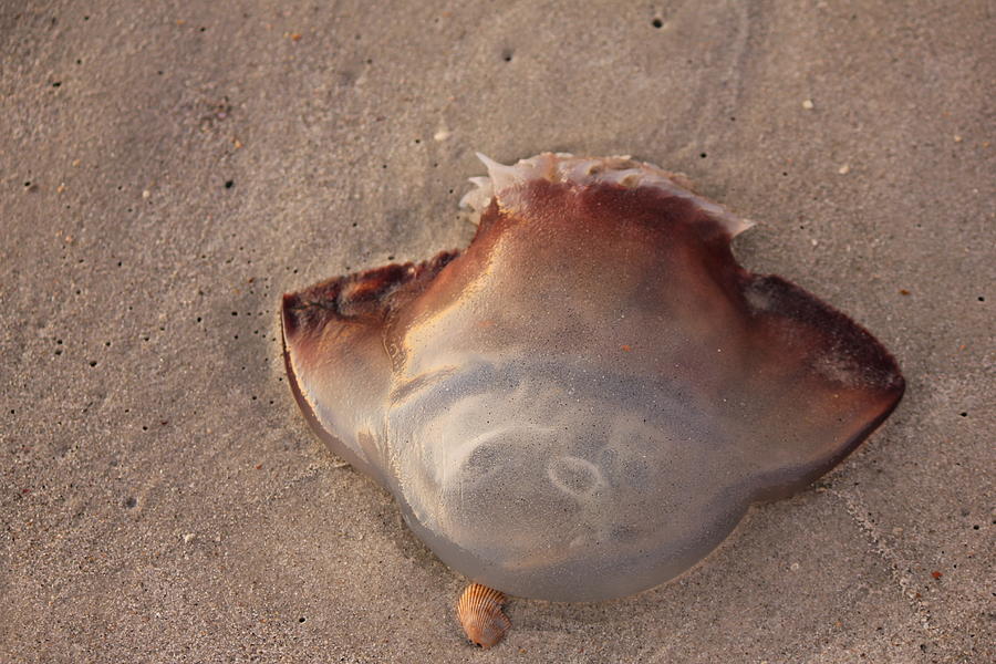 Jellyfish On Shore Photograph by Jennifer Westlake - Fine Art America