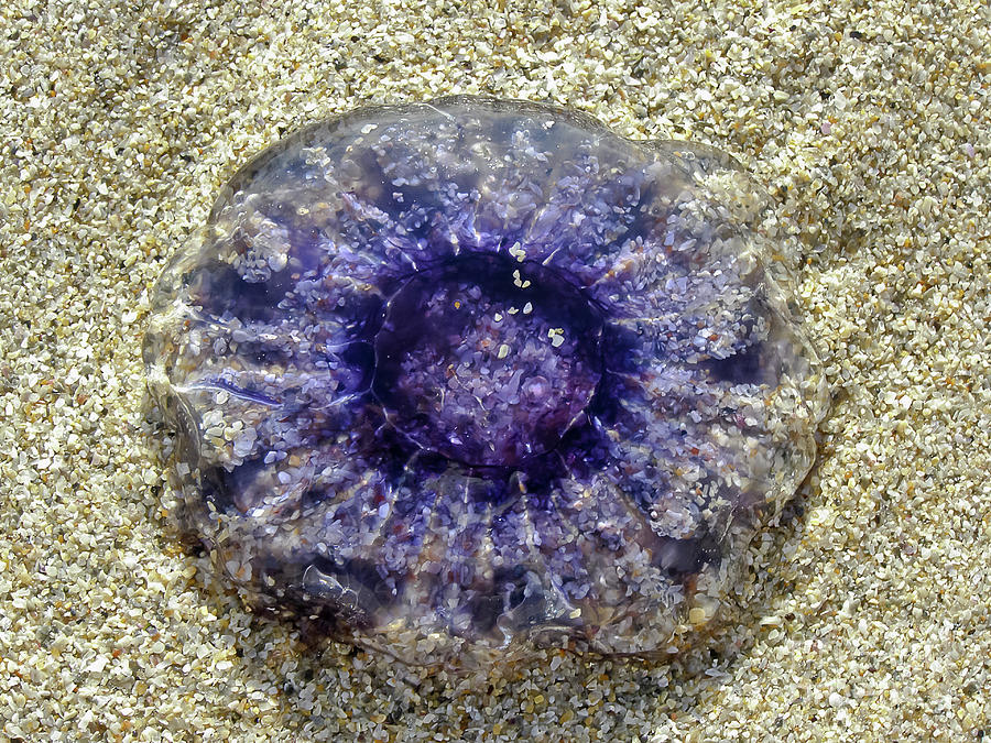 Jellyfish on the Sand Photograph by Terri Waters