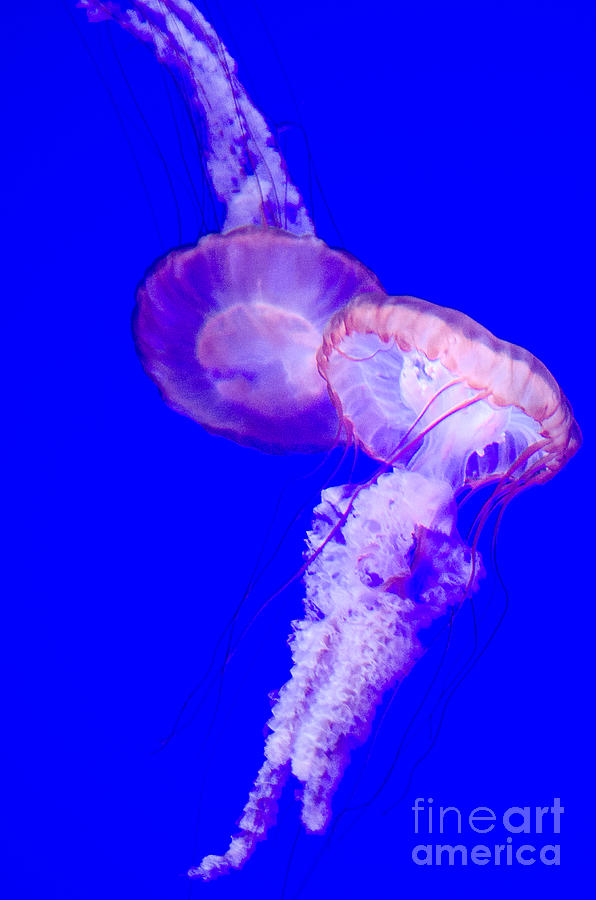 Jellyfish pair-8765 Photograph by Steve Somerville