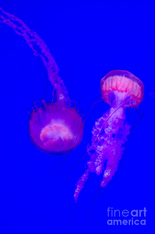 Jellyfish Pair-8767 Photograph by Steve Somerville