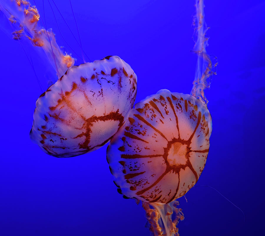 Jellyfish Photograph by Peter Ponzio