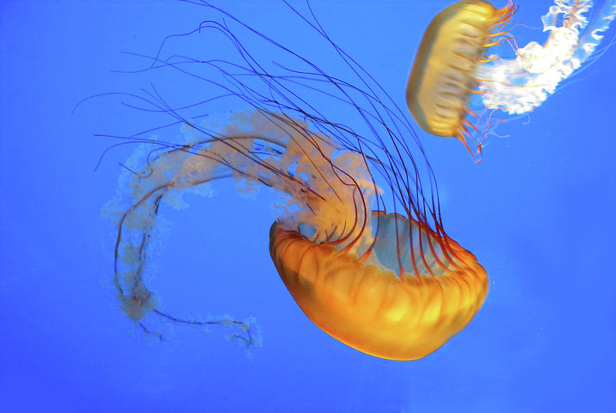 Jellyfish Photograph by Phillip W Strunk - Fine Art America