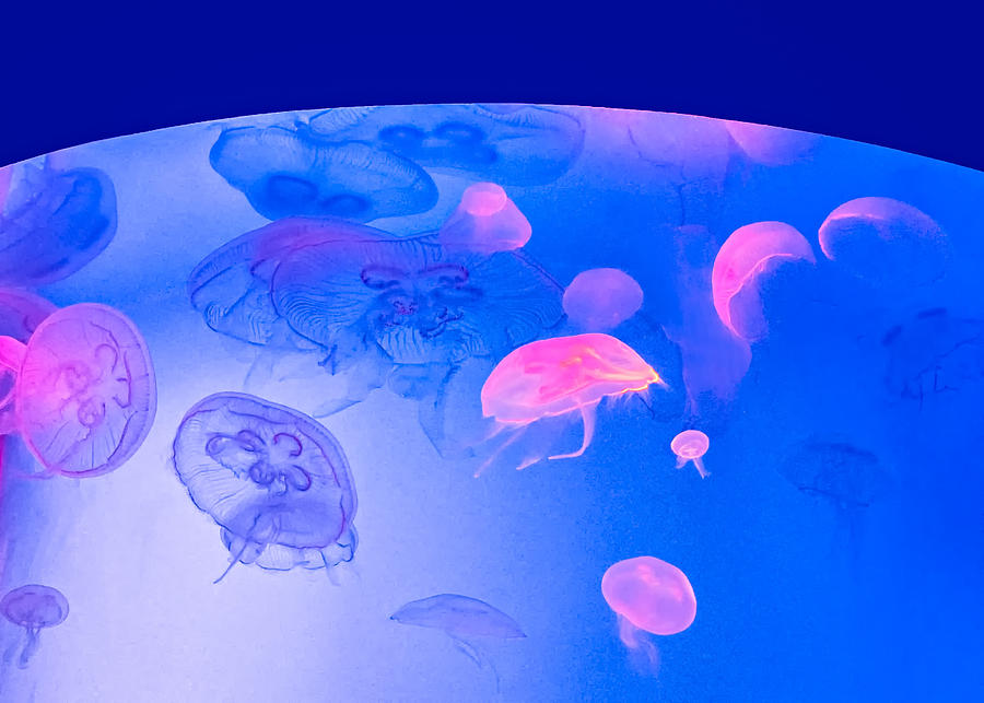 Fish Photograph - Jellyfish Planet by Steve Harrington