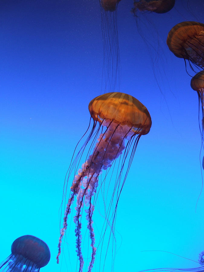 Jellyfish Photograph by Robert Meanor