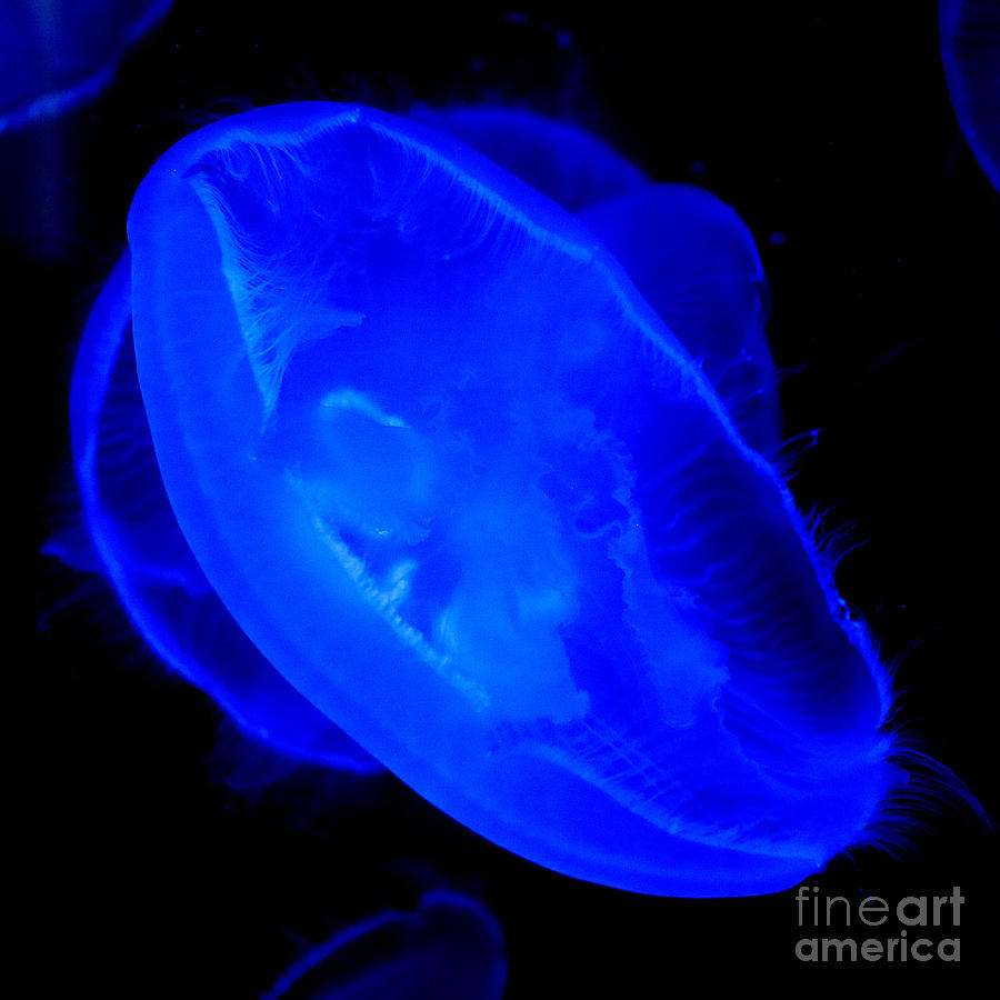 Jellyfish Photograph by Roger Lighterness