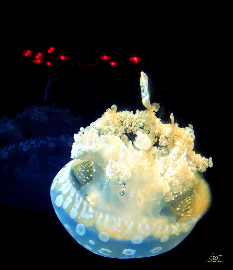 Jellyfish Photograph by Sam Davis Johnson