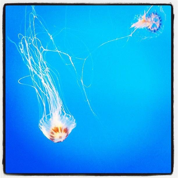 Nature Photograph - #jellyfish #seworld #orlando #florida by Breeanna Boman