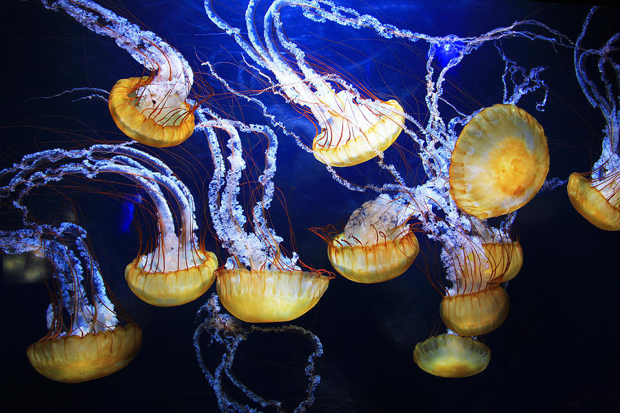 Animal Photograph - Jellyfish by Sierra Vance