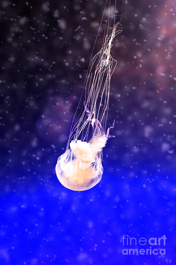 Jellyfish Photograph by Stephanie Frey
