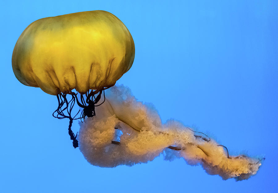Jellyfish Baltimore Acquarium Photograph by Steven Richman