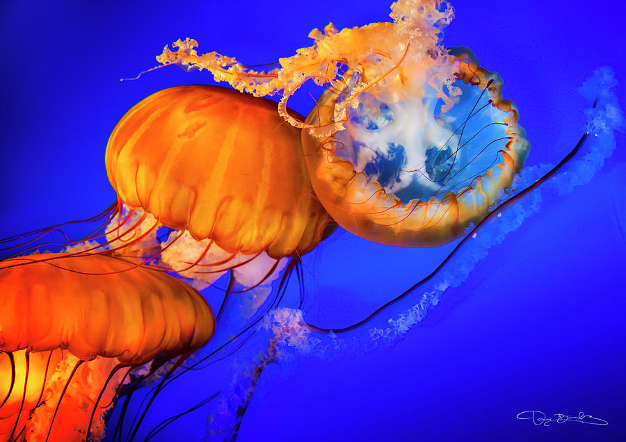 Jellyfish Swimming In Pure Blue Water #1 Photograph by Dan Barba