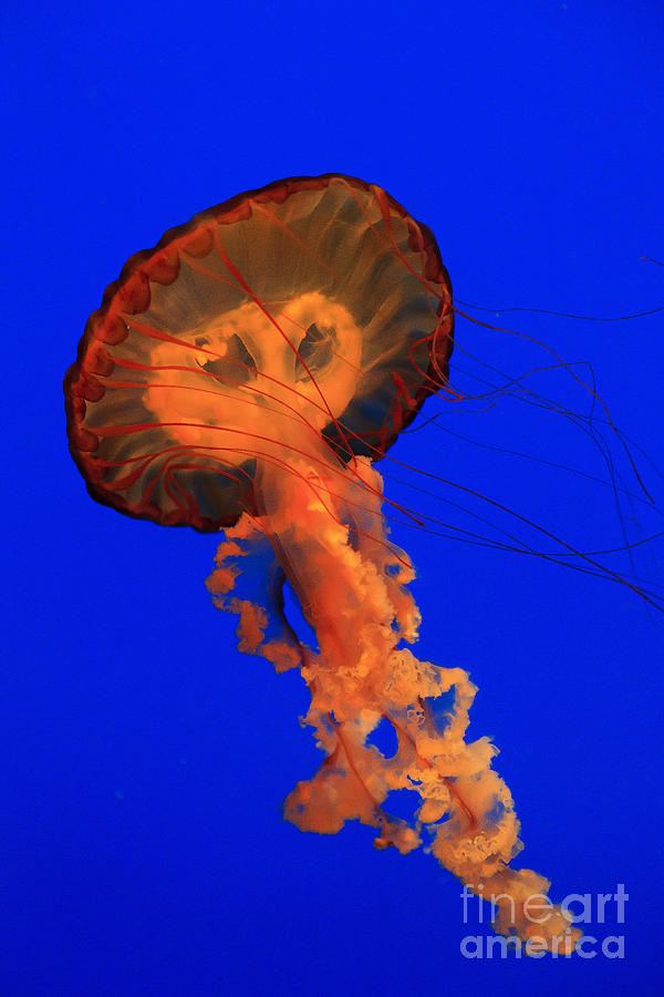 Jellyfish Swimming Photograph by Jill Lang