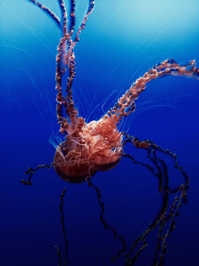 Jellyfish Photograph - Jellyfish by Tiffany Marchbanks