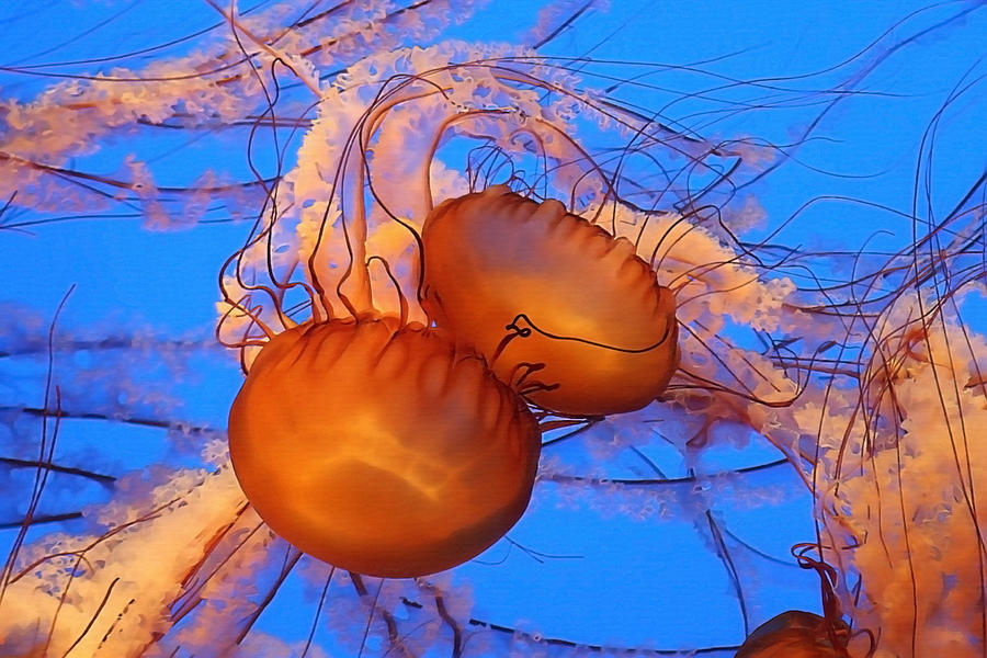 Jellyfish Traffic Jam Photograph by Art Block Collections