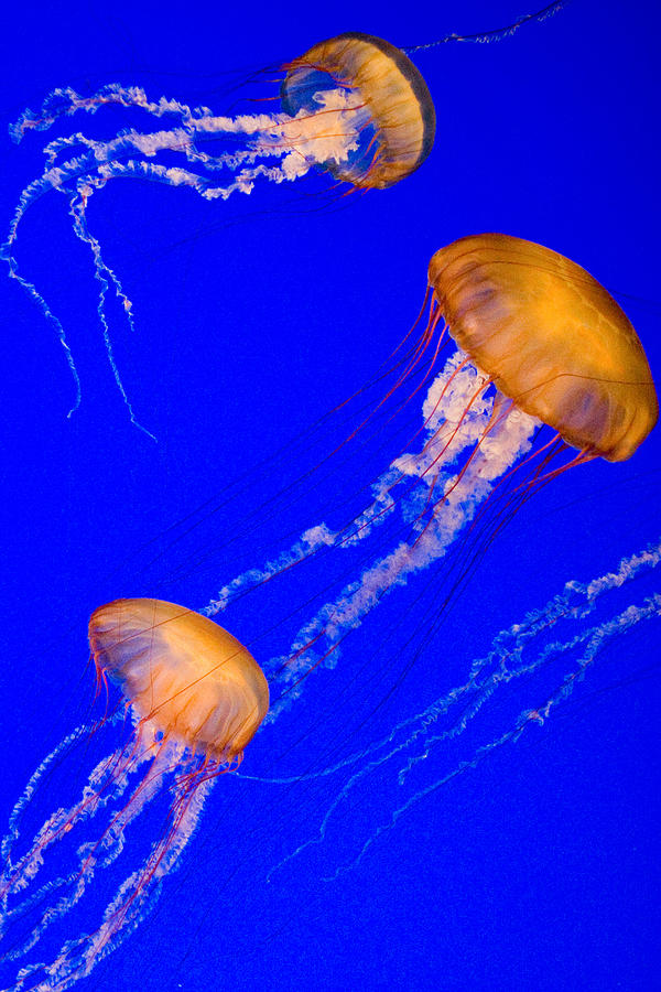 Jellyfish Photograph by Douglas Pulsipher