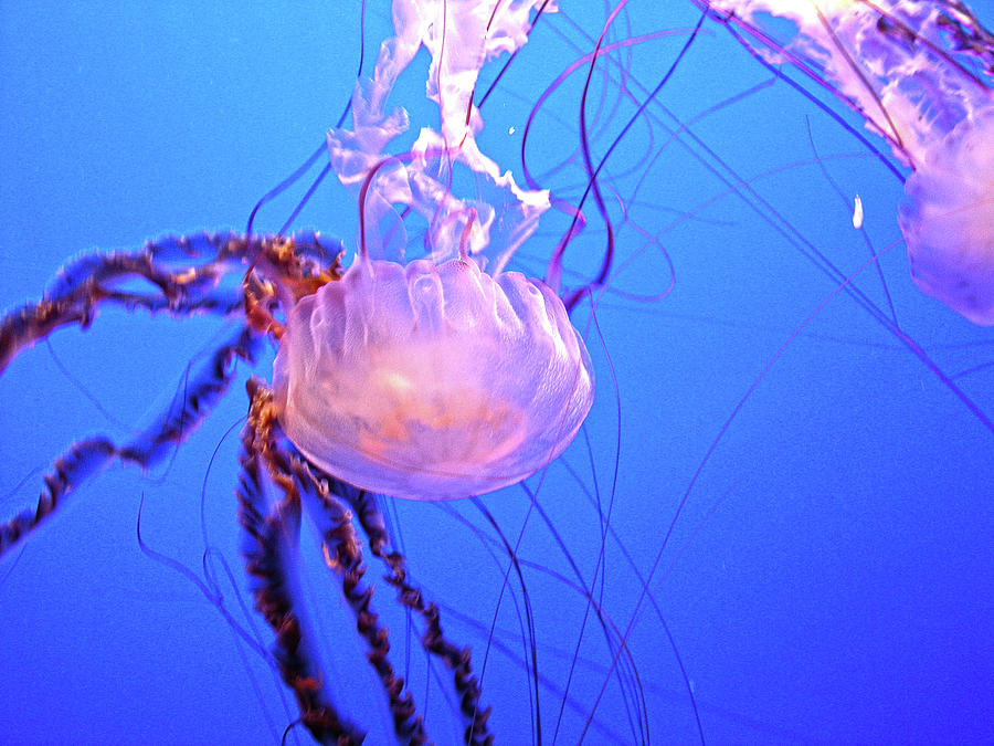 Jellyfish V Photograph by Helaine Cummins