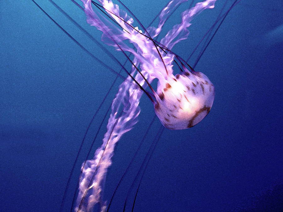 Jellyfish VI Photograph by Helaine Cummins