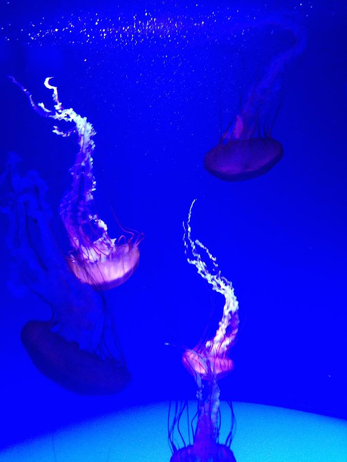 Jellyfish Wall Art 2 by Mike Mooney Jellyfish Wall Art 2 by Mike Mooney