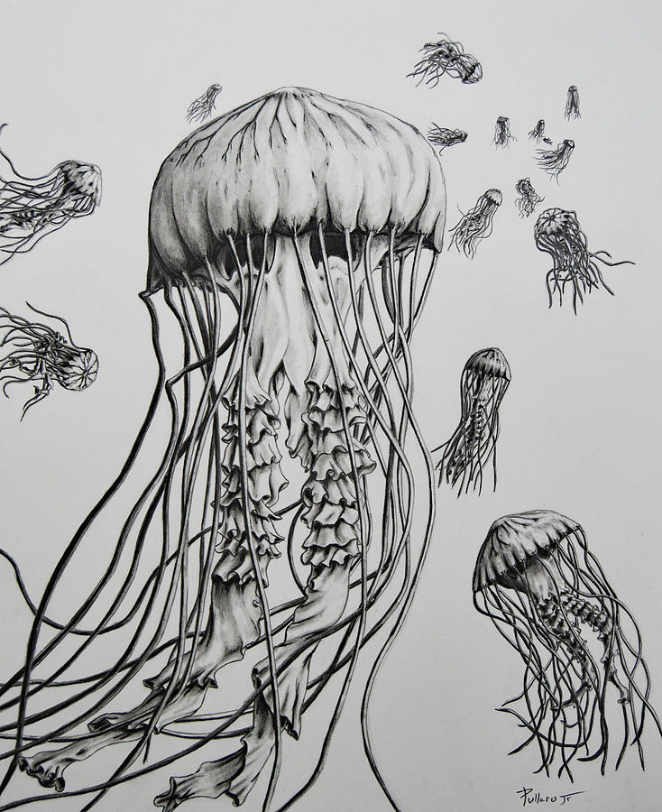 Jellyfish Drawing by William Pullaro Jr | Fine Art America