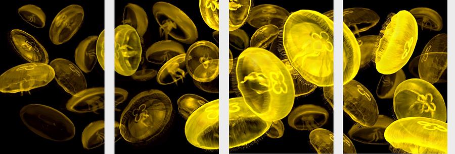 Jellyfish Yellow Painting by Stephen Jorgensen