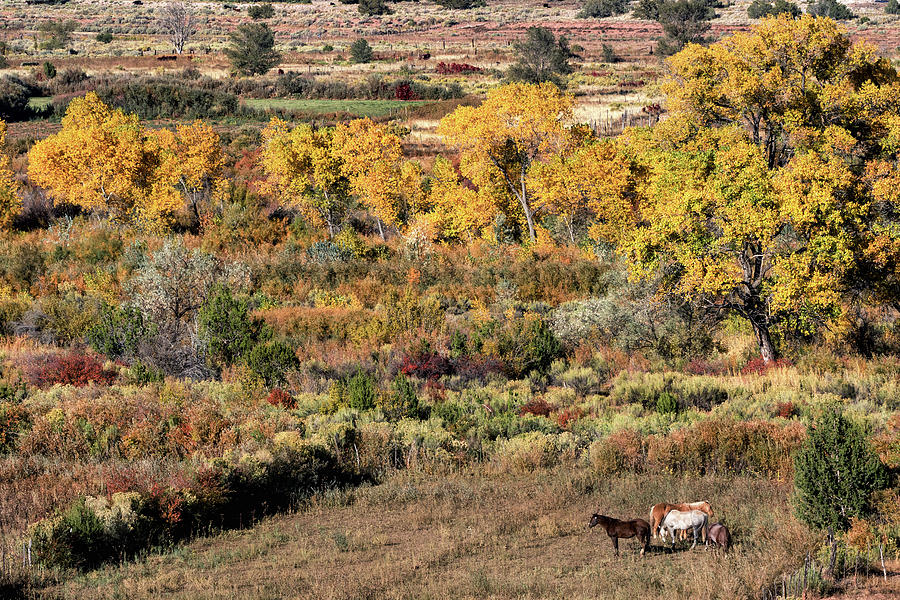 Jemez Valley Horses Photograph by Kathleen Bishop