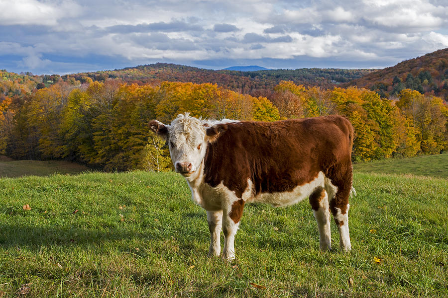 Jenne Farm Brown Cow Reading Vermont VT Photograph by Toby McGuire