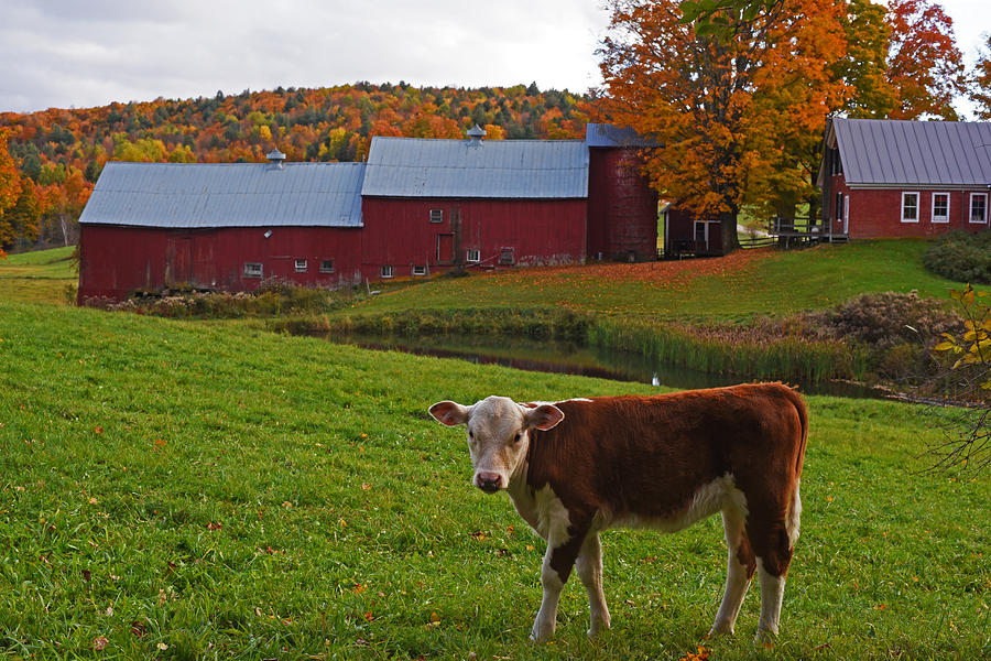 Fall Photograph - Jenne Farm Calf Stare Down Reading VT Vermont by Toby McGuire