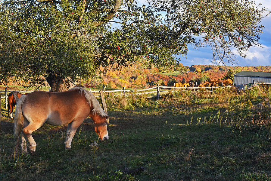 Jenne Farm Horse Reading Vermont VT Close Photograph by Toby McGuire