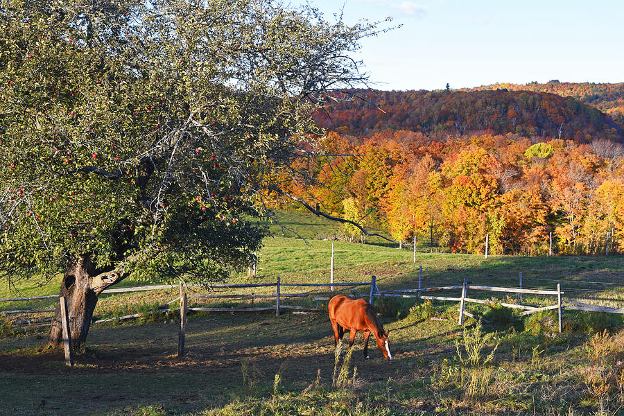 Jenne Farm Horse Reading Vermont VT Photograph by Toby McGuire