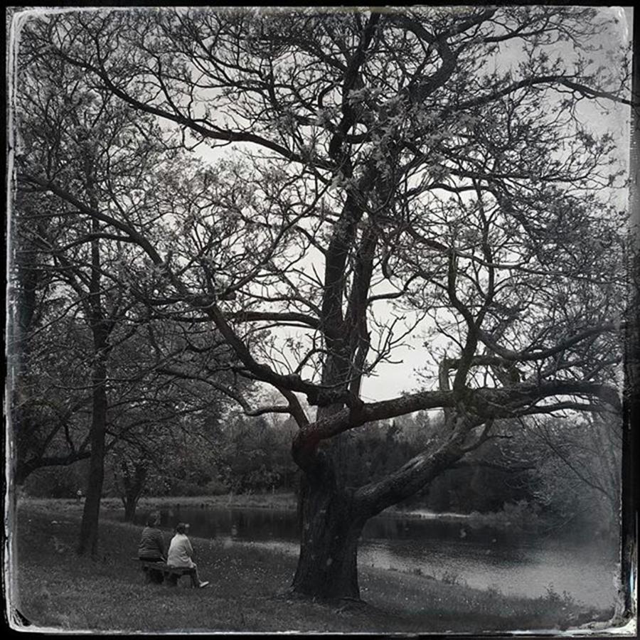 Black And White Photograph - Jeremiah Tree Planted by the Water by Phunny Phace