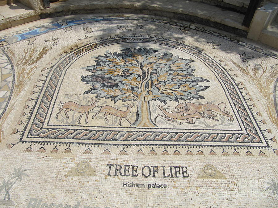 Jericho Tree of Life Photograph by Donna L Munro