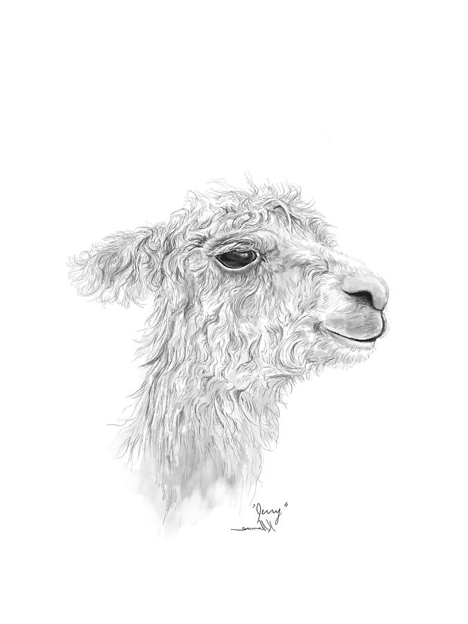 Llama Drawing - Jerry  by Kristin Llamas