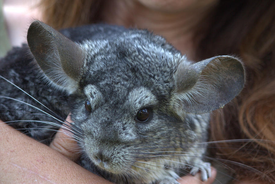 Jerry The Chinchilla Photograph by Jeanette C Landstrom