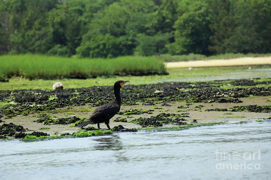 Jersey Cormorant Photograph by Mary Haber