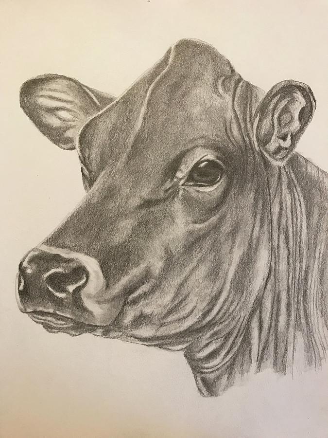 Jersey Cow Drawing by Darlene Pyle