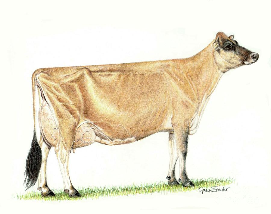 Jersey Cow Drawing by Gary Sauder Fine Art America
