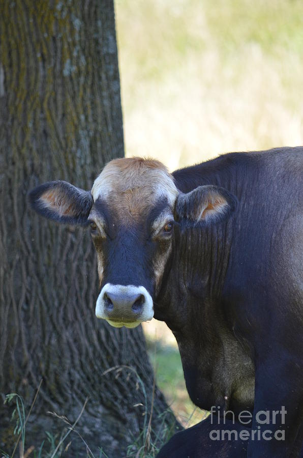 Cow Photograph - Jersey Cow by Maria Urso
