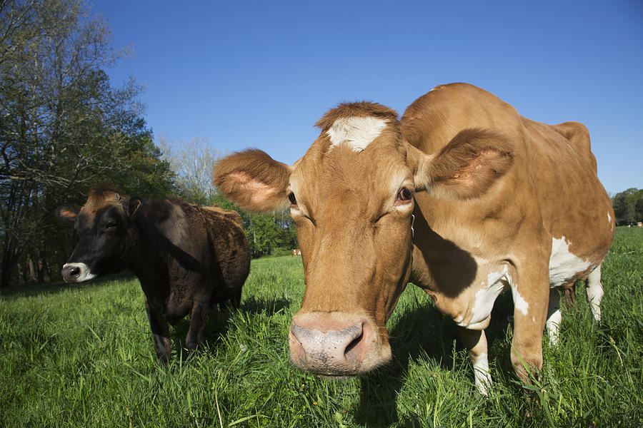 Jersey Cow On The Left With Guernsey Photograph by Lynn Stone Fine