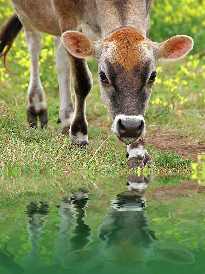 Jersey Cow Reflections Photograph by Gill Billington