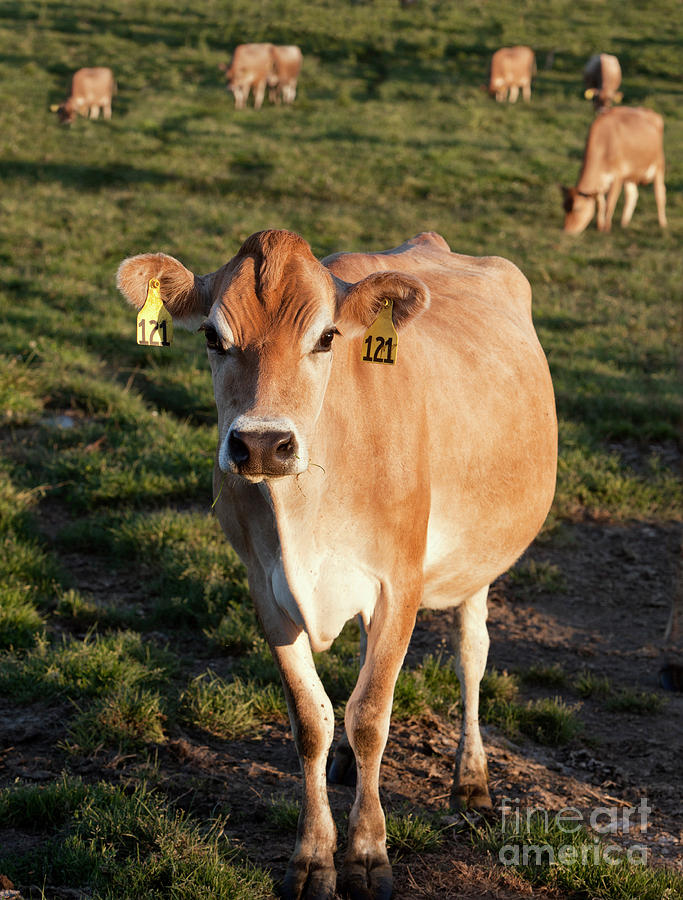 Jersey Dairy Cow Photograph by Inga Spence