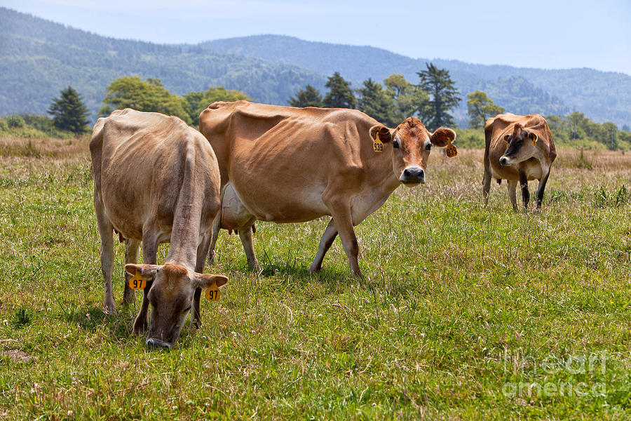 Jersey Dairy Cows Grazing Photograph by Inga Spence
